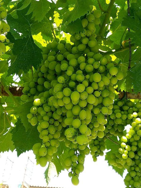 Agriturismo Fonte Belvedere Daire Collesalvetti Dış mekan fotoğraf